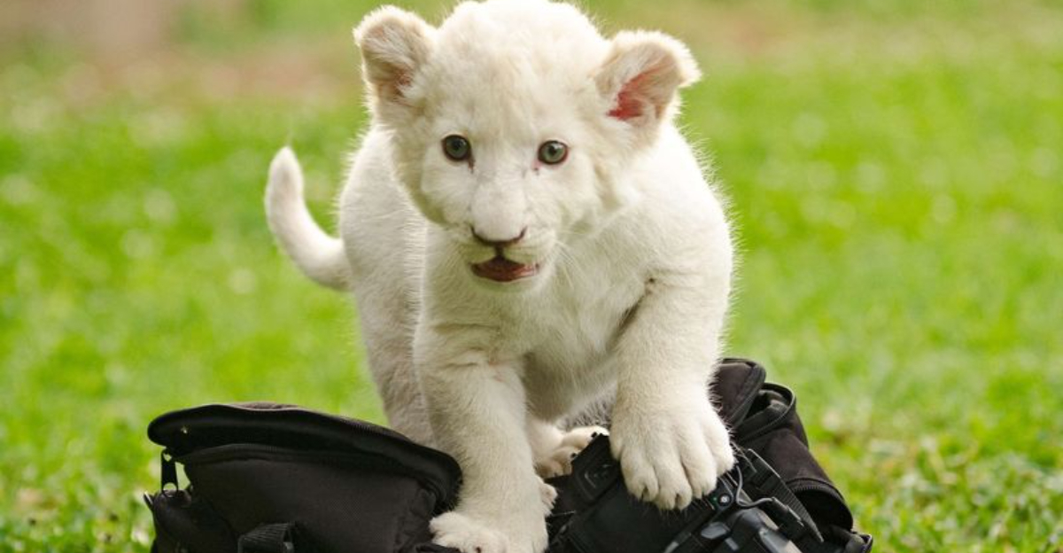 15 Pets With Price Tags That’ll Make Your Jaw Drop—And Why People Still