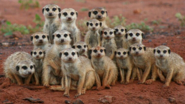 15 Reasons Meerkats Are Social Geniuses—and Even More Fascinating Than You Thought