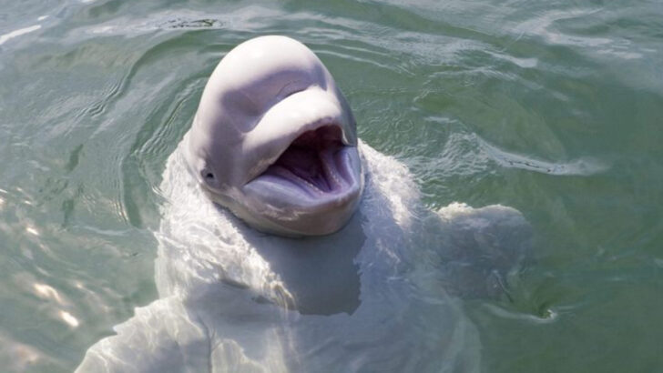 15 Rivers in America Known for Their Unexpected Wildlife Encounters