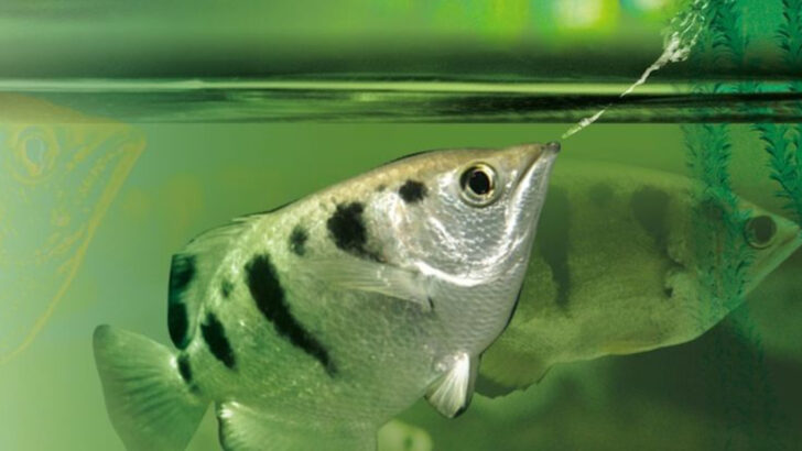 15 Tiny Creatures With the Most Powerful Defenses in Nature