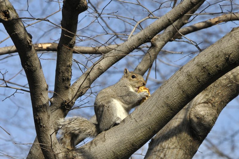 Eastern Gray Squirrel
