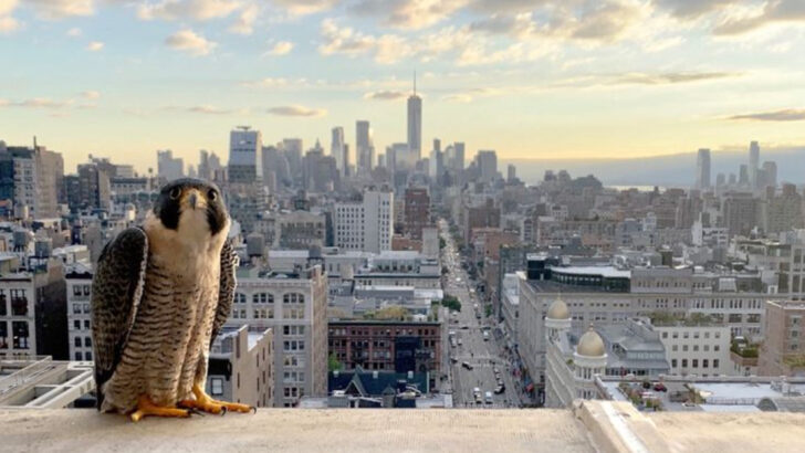 15 Wild Animals You Can See Right in the Heart of New York City