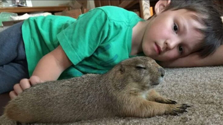 15 Wild Pets That Were Legal in the U.S.—Until Very Recently