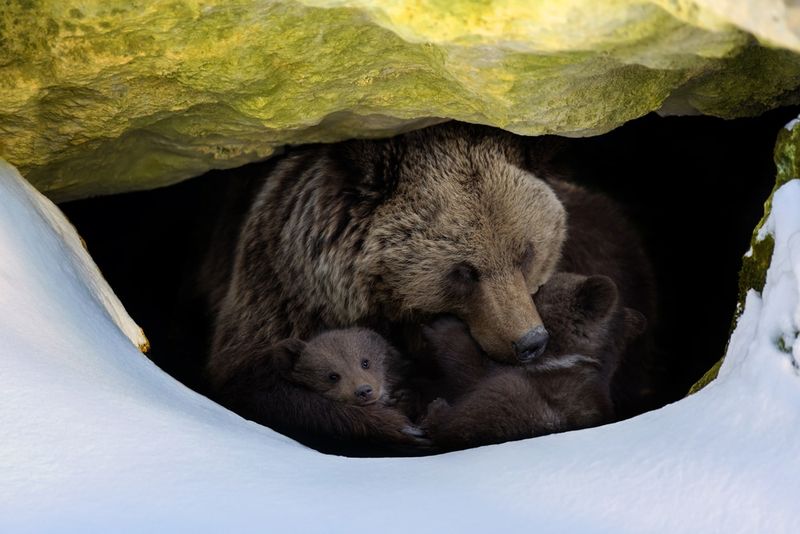 Brown Bear