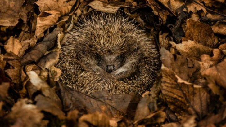 16 Animals That Sleep for Months Without Eating a Thing