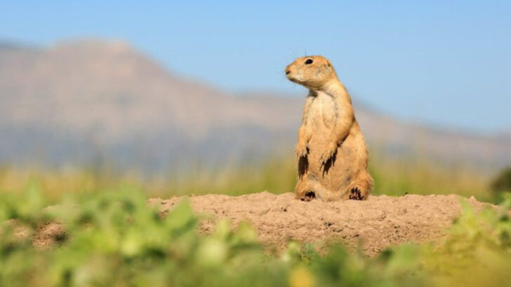16 Animals You’re Most Likely to See on a Road Trip Through Texas