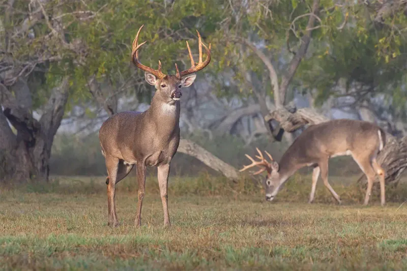 White-tailed Deer