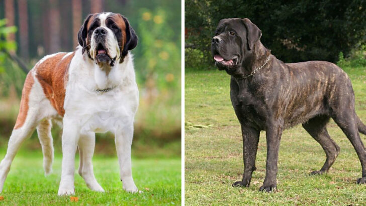 16 Big Dog Breeds That Often Get Overlooked at Shelters