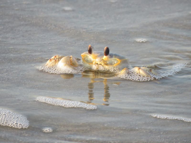 Ghost Crab