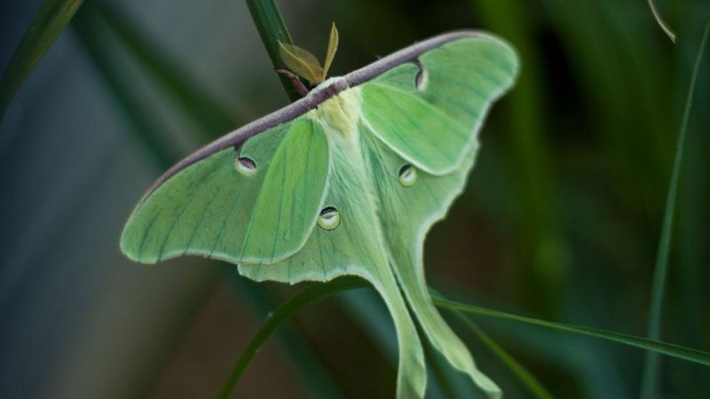 Luna Moth