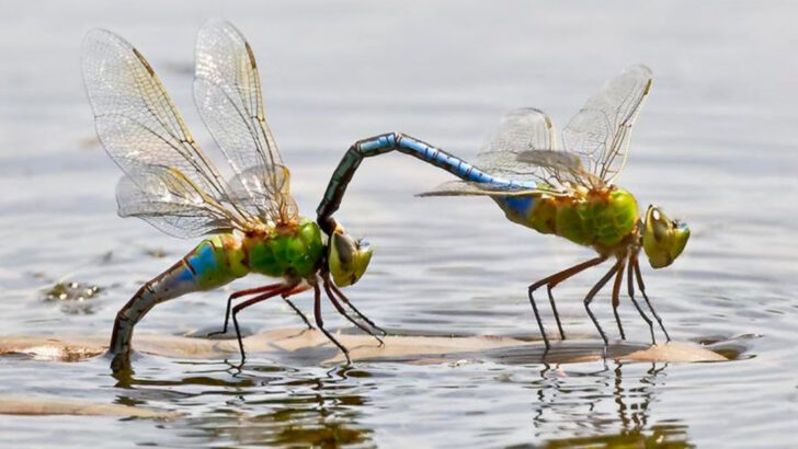 16 Creatures That Appear Only in the Hottest Months—And Disappear by Fall