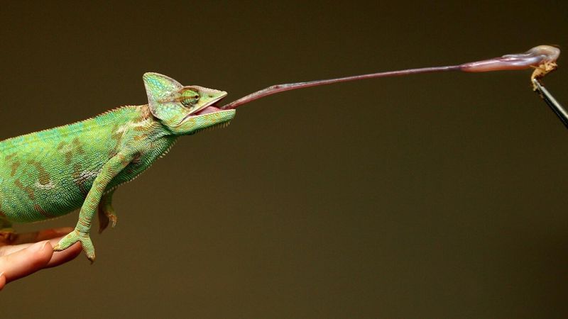 Chameleon