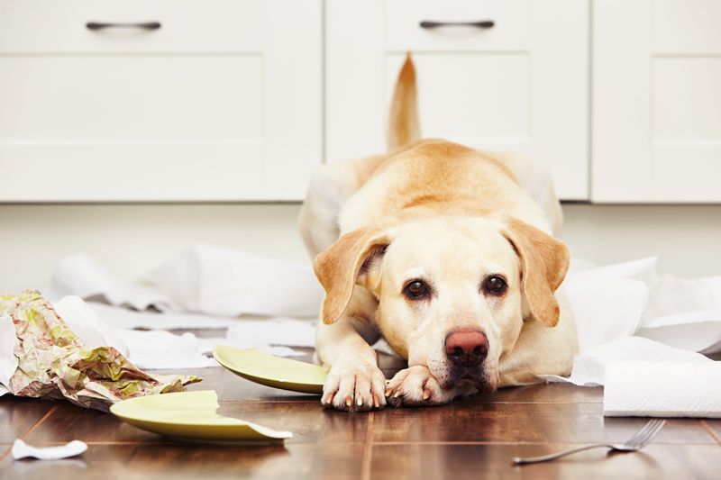 Labrador Retriever