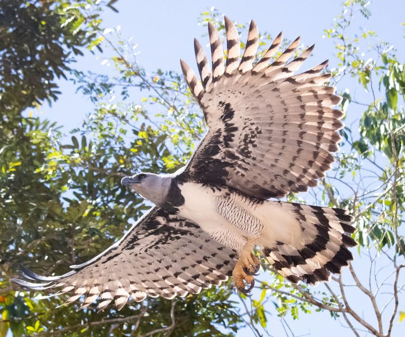 Majestic Size and Wingspan