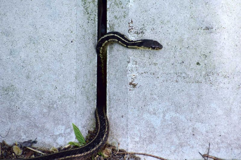 Garter Snake