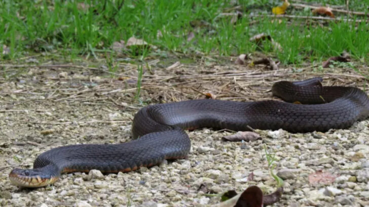 16 Most Frequently Spotted Snakes in American Suburbs