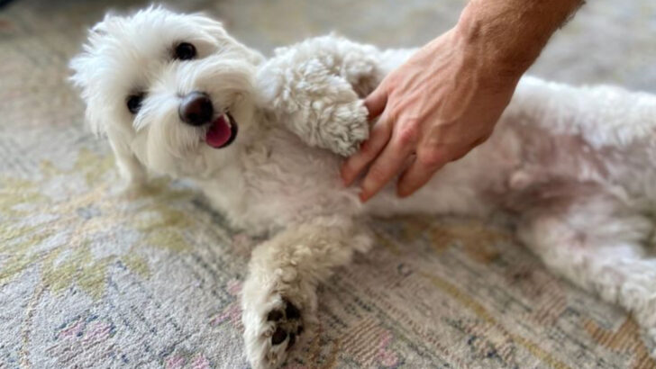 16 Signs Your Dog Is Deeply Bonded to You—And 5 More That Prove It’s Forever