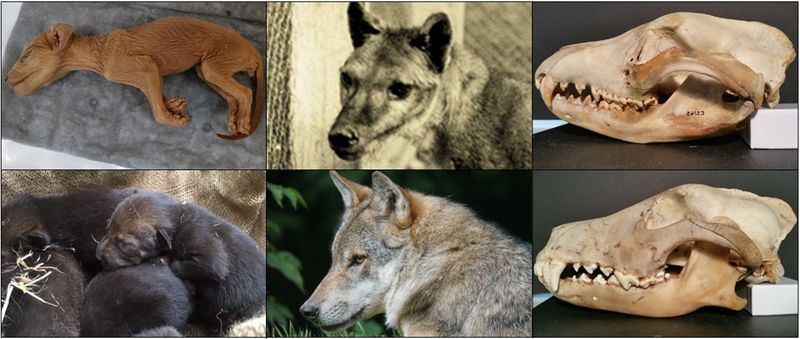 The Tasmanian Tiger and the Wolf