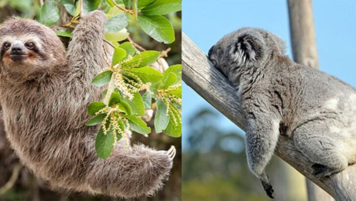 16 Times Evolution Created the Same Animal Twice in Different Parts of the World