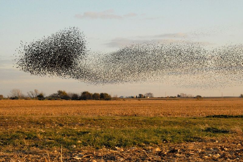European Starling