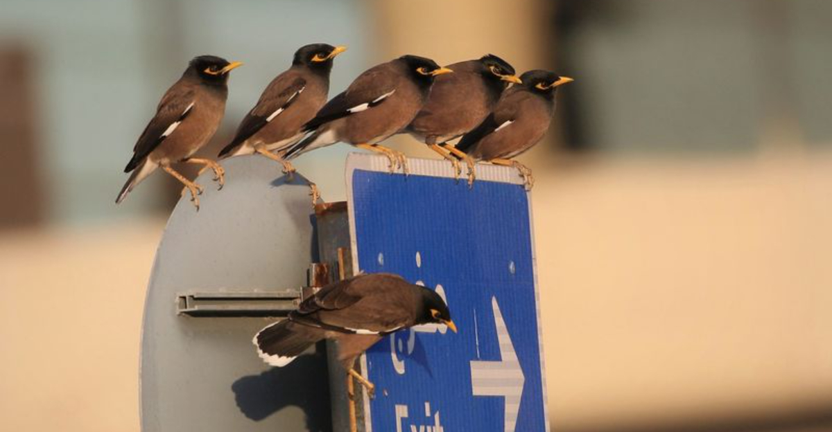 17 Animal Invaders That Took Over New Territories—and Won’t Leave ...