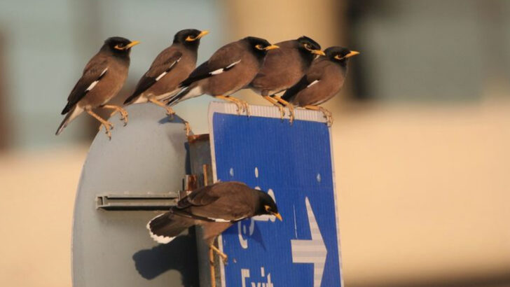 17 Animal Invaders That Took Over New Territories—and Won’t Leave