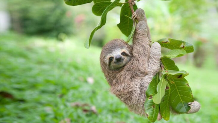 17 Animals That Can’t Be Trained—No Matter How Hard You Try