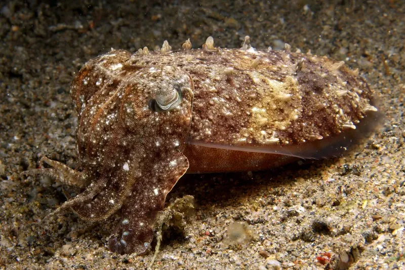 Cuttlefish