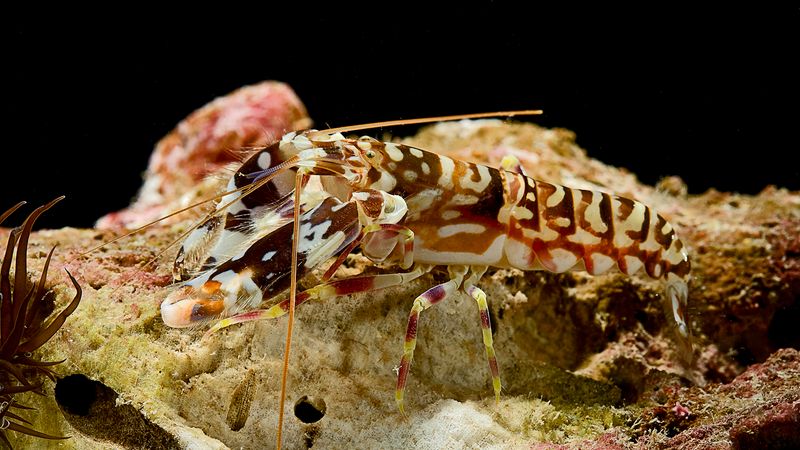 Pistol Shrimp