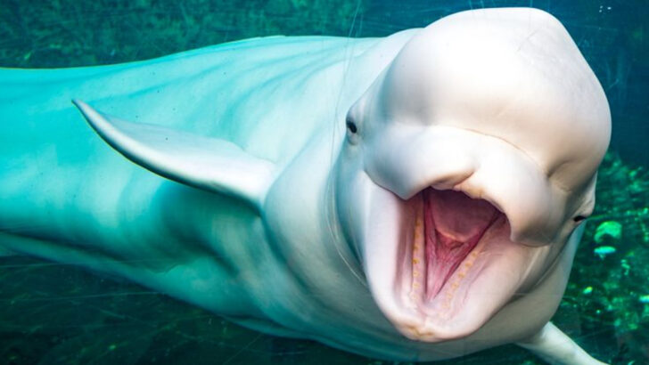 17 Animals That Use Sound Like a Weapon—From Shrieks to Sonic Booms