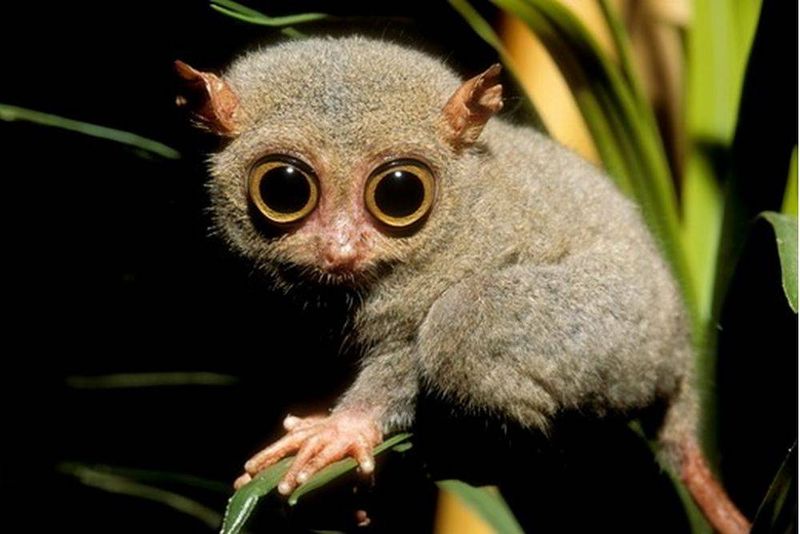Tarsier