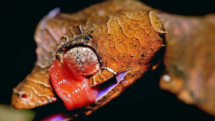 17 Animals With Eyes That Will Haunt Your Dreams