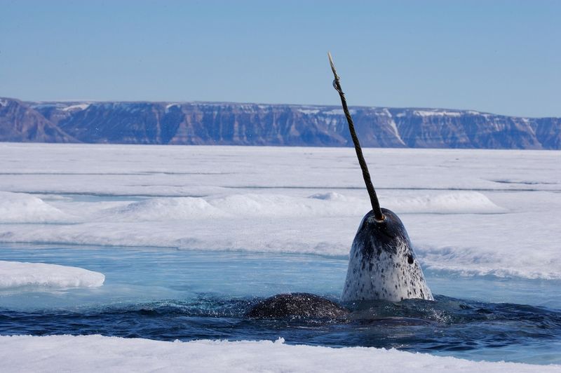 Narwhal