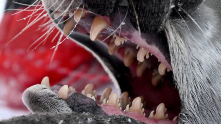 17 Animals with Teeth So Strange, They Break the Rules of Biology