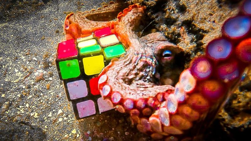 Octopus Intelligence Rivals Dogs