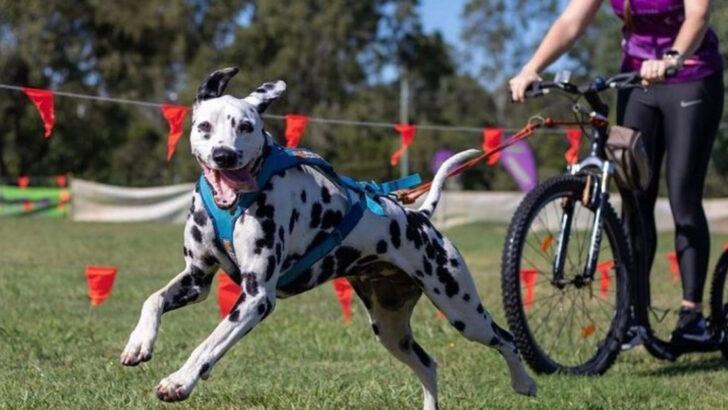 17 Beautiful Reasons Dogs Are the Ultimate Life Enhancers
