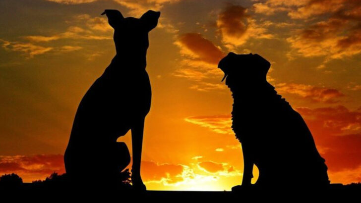 17 Comforting Ideas About Dogs and the Afterlife—And Why So Many People Believe Them