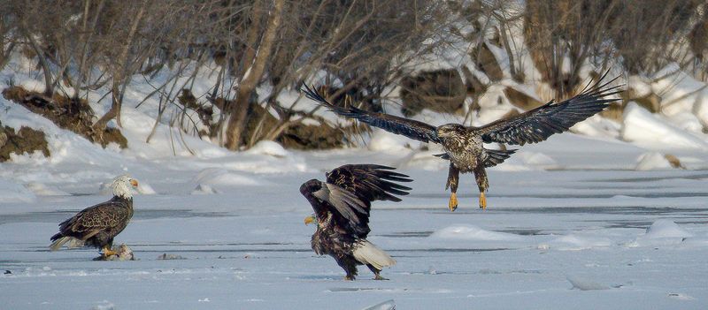 Bald Eagle