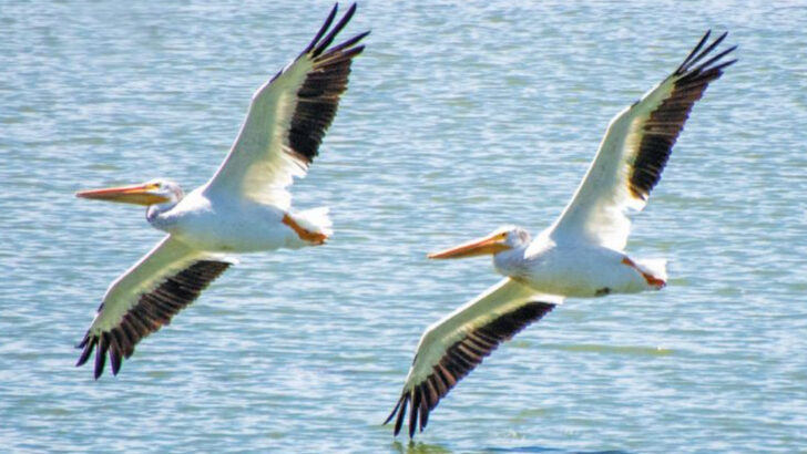 17 Creatures Making a Comeback in the Great Lakes Region