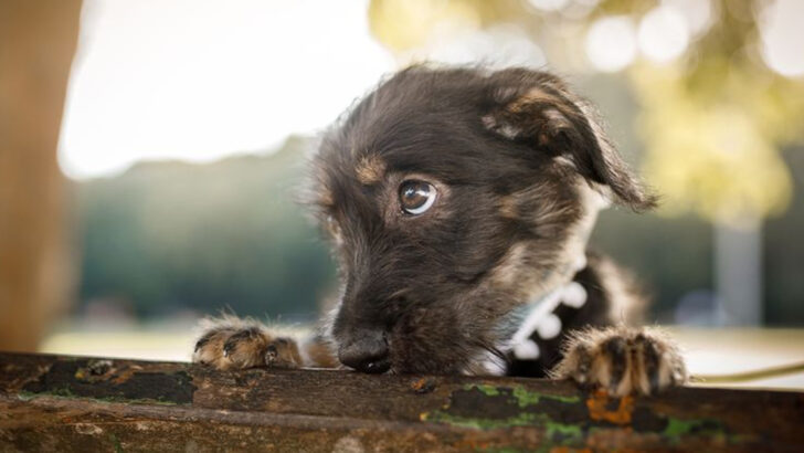 17 Incredible Things Dogs Can Smell That Humans Can’t