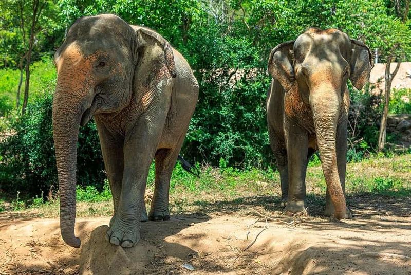 Elephant Memory