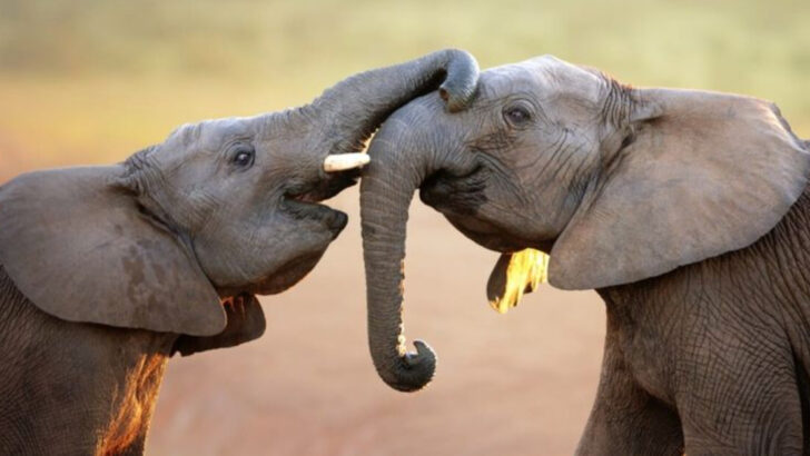17 Little-Known Facts About Elephants That Show Their Secret Genius