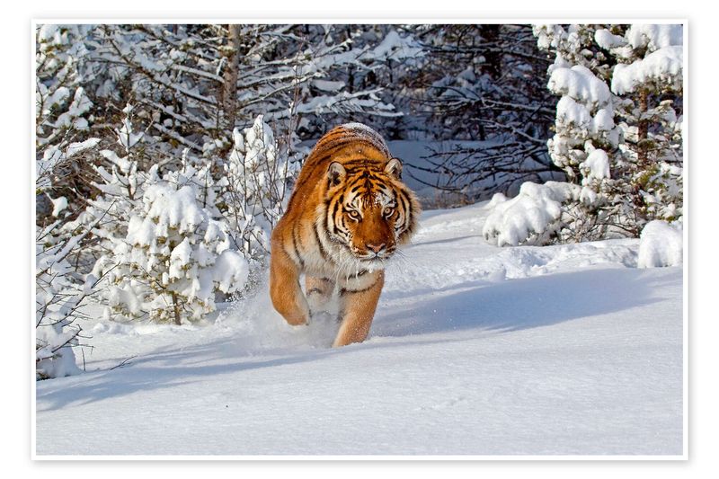Tiger (Siberian, Bengal, etc.)