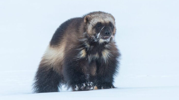 17 Things to Know About Alaska’s Powerful Wolverines