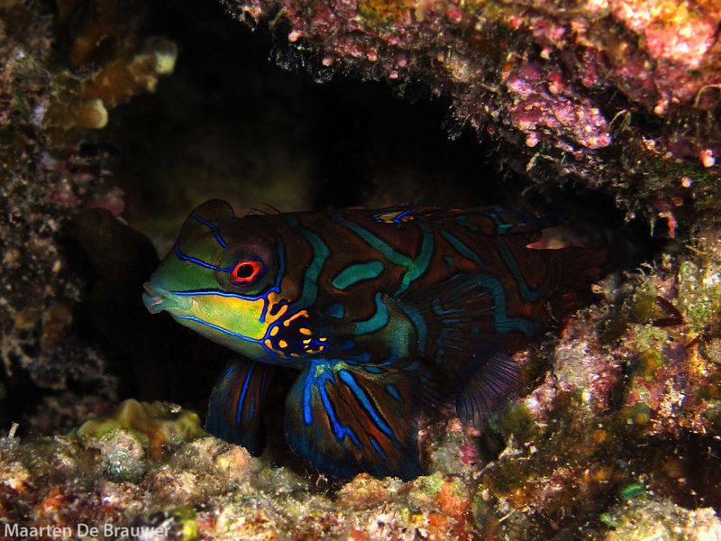 Mandarinfish