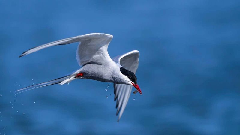 Arctic Tern