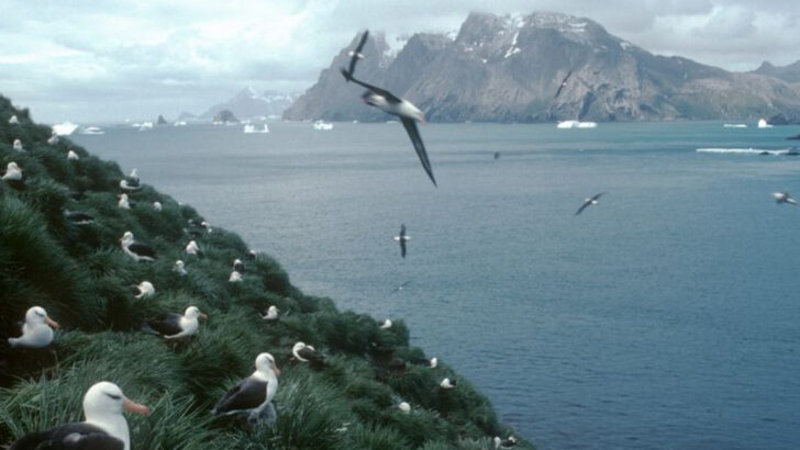 18 Birds That Navigate Thousands of Miles Without Getting Lost