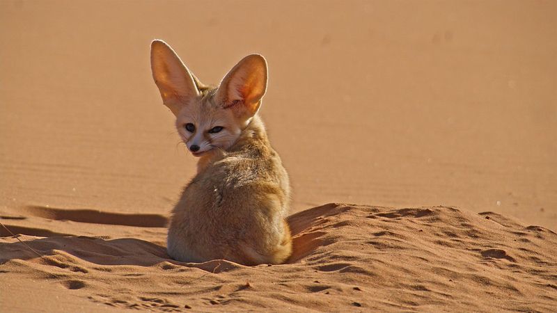 Fennec Fox