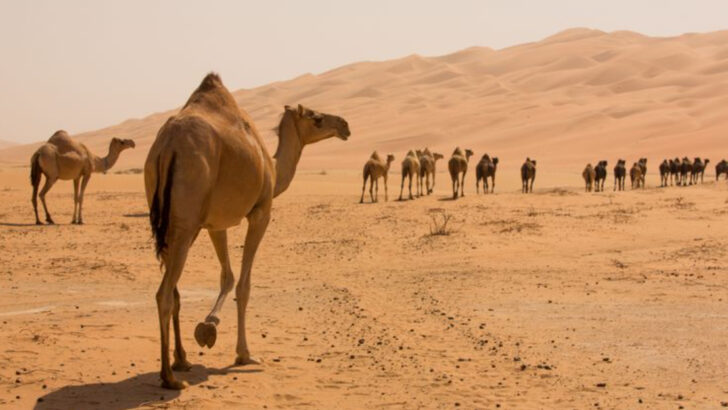 18 Cool Animals That Thrive in Summer Heat—and How They Beat the Scorching Sun