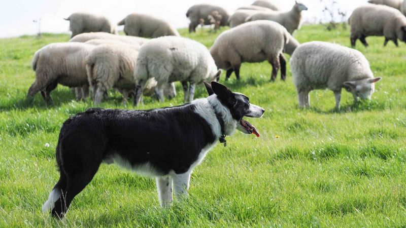 Border Collie